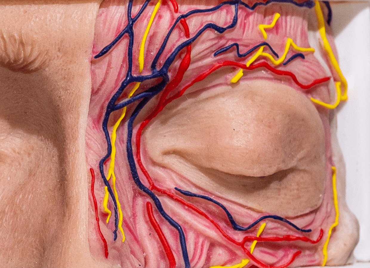 maniqui-de-ojos-anatomico-para-practicas-medicas-realmedsimulators