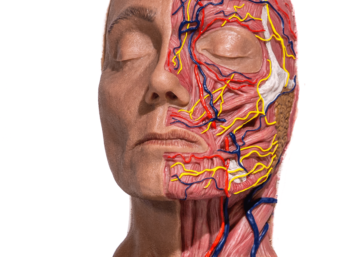 maniqui-para-practicas-medicas-media-cabeza-anatomica-realmedsimulators