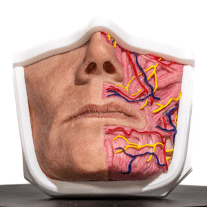 anatomical-mouth-simulator-for-medical-practice-realmedsimulators