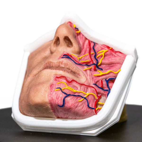 simulador-boca-anatomica-para-practicas-medicas-realmedsimulators-detalle