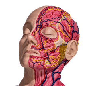 full-head-anatomical-anatomical-head-simulator-for-medical-practice-realmedsimulators