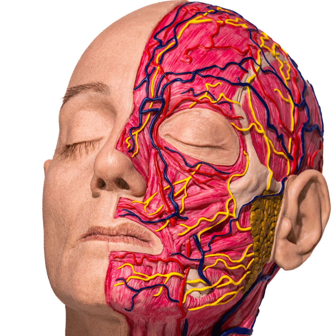 simulador-cabeza-completa-anatomica-para-practicas-medicas-realmedsimulators-detalle