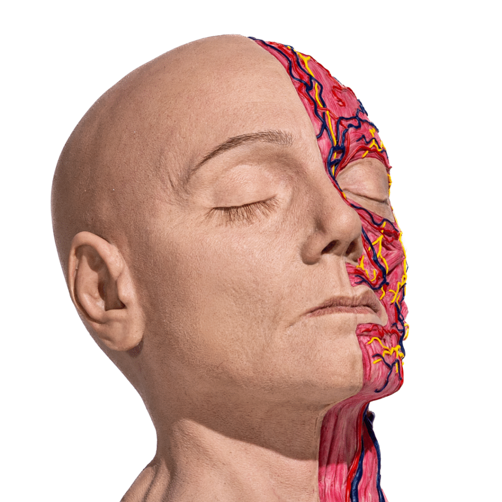 simulador-cabeza-completa-anatomica-para-practicas-medicas-realmedsimulators-izquierda