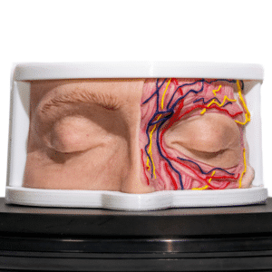 simulador-de-ojos-anatomico-para-practicas-medicas-realmedsimulators