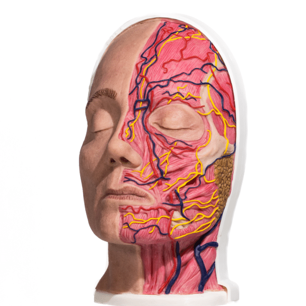 half-head-anatomical-anatomical-head-simulator-for-medical-practice-realmedsimulators