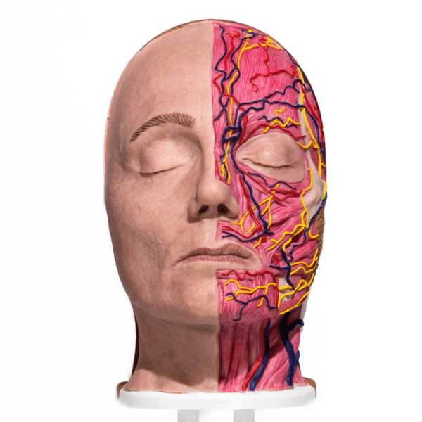 simulador-media-cabeza-anatomica-para-practicas-medicas-realmedsimulators-frontal