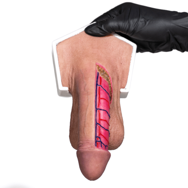 penis-simulator-anatomical-section-for-medical-practice-realmedsimulators-frontal