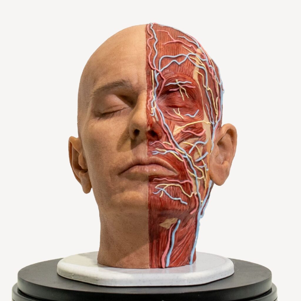 PRO-simulador-cabeza-completa-anatomica-para-practicas-medicas-realmedsimulators-frontal