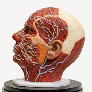 PRO-simulador-cabeza-completa-anatomica-para-practicas-medicas-realmedsimulators-perfil