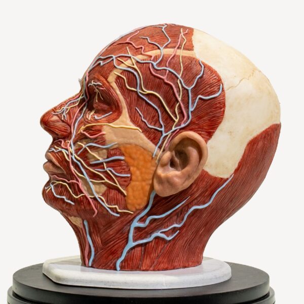 PRO-simulador-cabeza-completa-anatomica-para-practicas-medicas-realmedsimulators-perfil