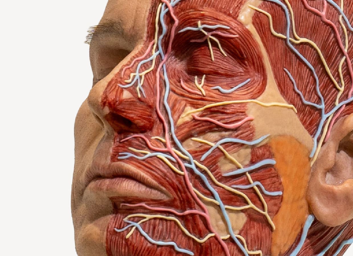 maniqui-para-practicas-medicas-PRO-cabeza-completa-anatomica-realmedsimulators