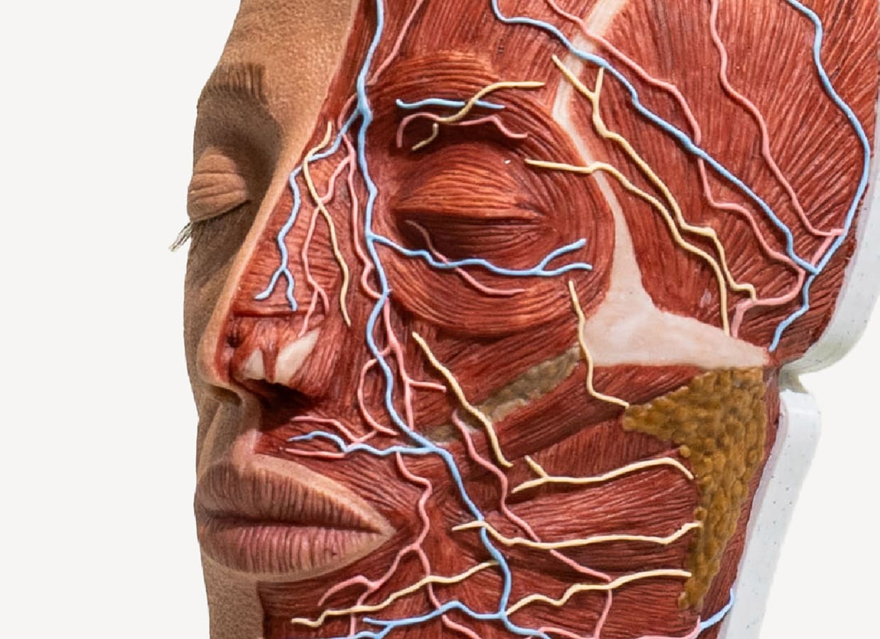 maniqui-para-practicas-medicas-PRO-media-cabeza-anatomica-realmedsimulators