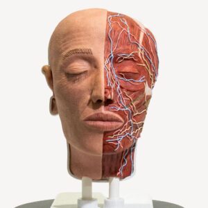 simulador-PRO-media-cabeza-anatomica-para-practicas-medicas-realmedsimulators-frontal