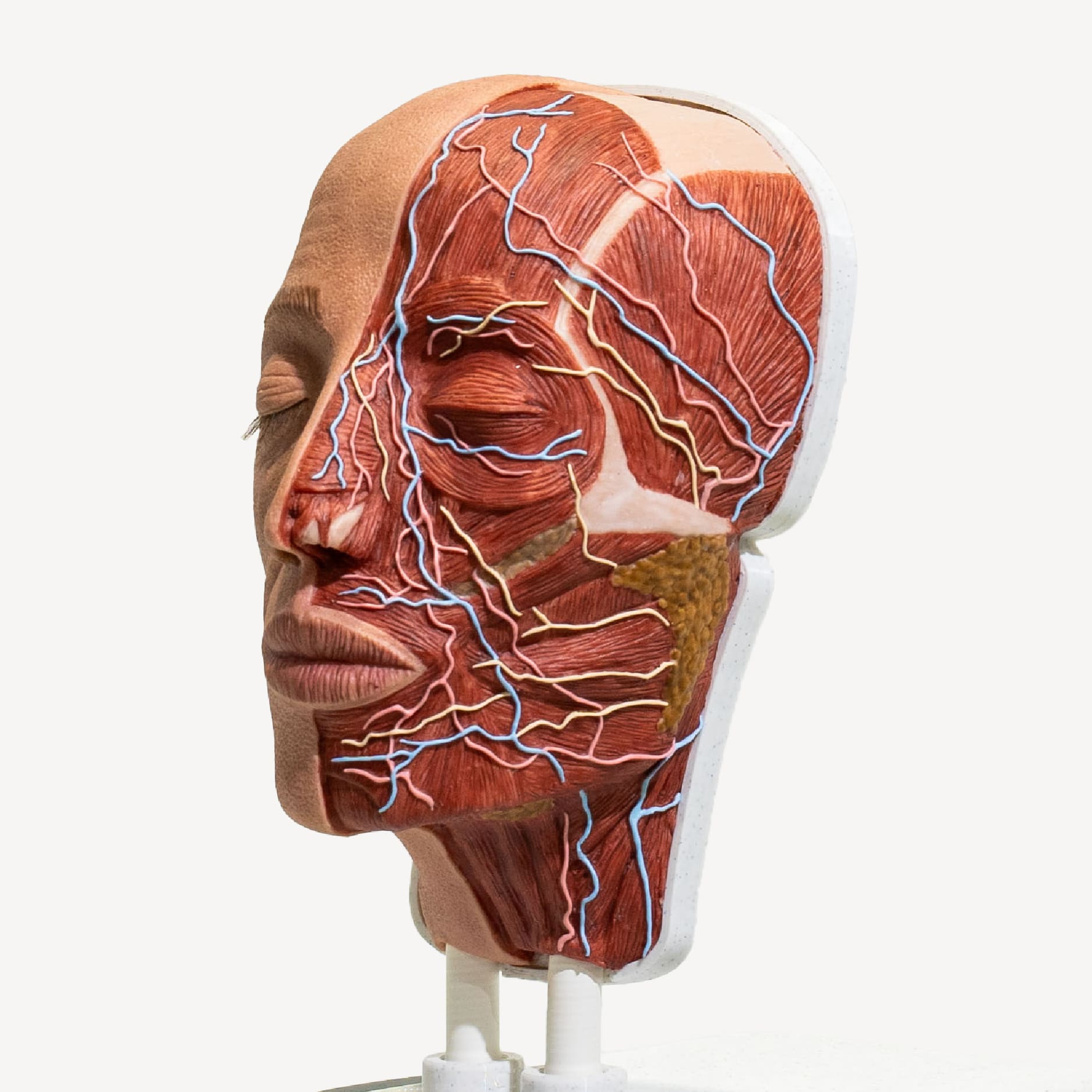 simulador-PRO-media-cabeza-anatomica-para-practicas-medicas-realmedsimulators